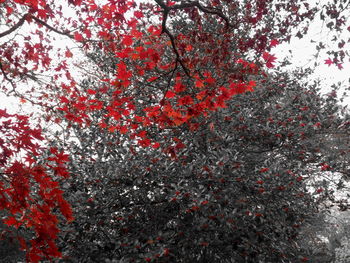 Low angle view of red tree against sky