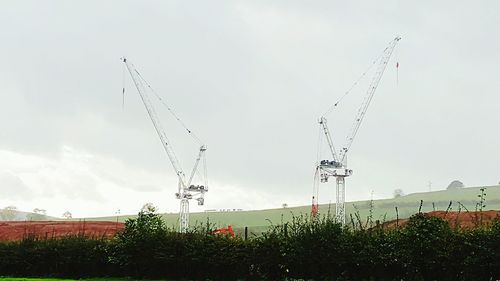 Plants growing on field