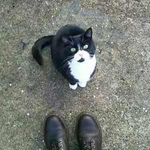 High angle view of cat on shoes