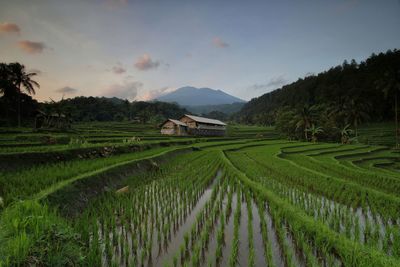 Scenic view of agricultural field against sky