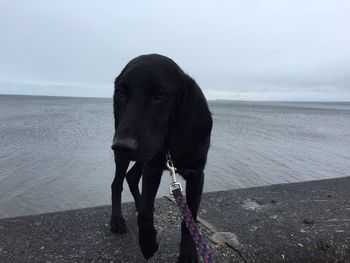 View of a dog on beach