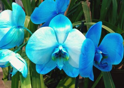 Close-up of blue flowering plant