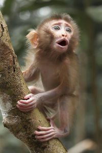 Close-up of monkey on tree trunk