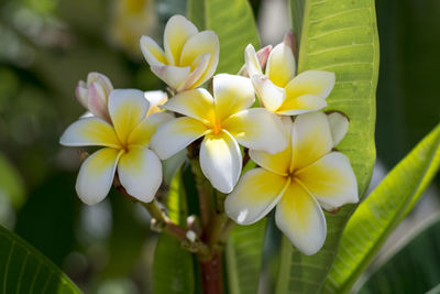 Close-up of yellow flowering plant