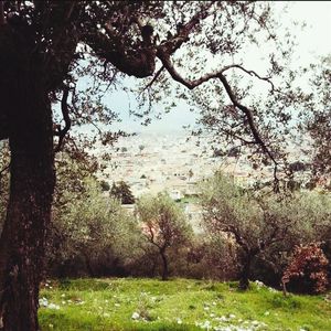 Trees against sky