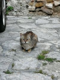 Portrait of cat sitting on stone wall