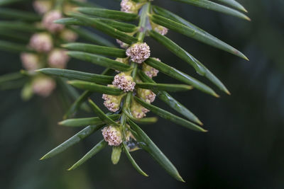 Close-up of flower growing on plant