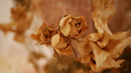 Close-up of wilted rose