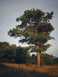 Tree on field against sky