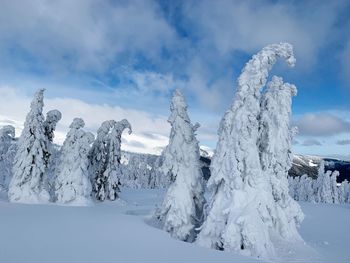 Snow covered trees against sky