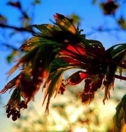 Close-up of red flower on tree