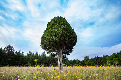 Scenic view of juniper tree on field against sky