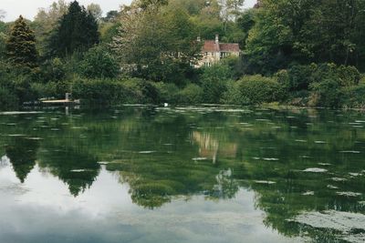 Reflection of trees in water