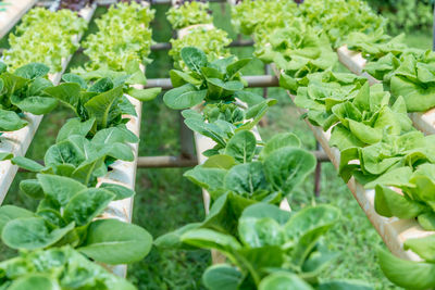 Close-up of fresh green plants in farm