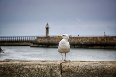 Seagull perching on railing against sea