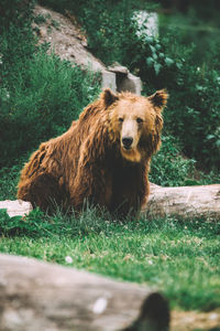 Grizzly bear relaxing on grassy field