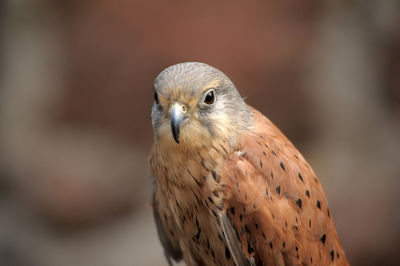 Close-up portrait of owl