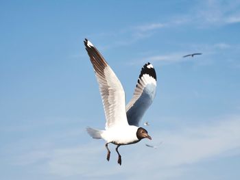 Low angle view of seagulls flying