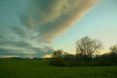 Scenic view of grassy field against sky