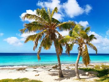 Palm tree by sea against sky