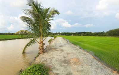 Scenic view of palm trees on landscape against sky