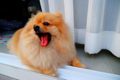 Close-up of dog sticking out tongue