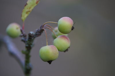 Close-up of fruit growing on tree