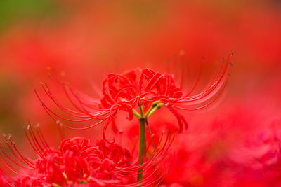 Close-up of red flowering plant