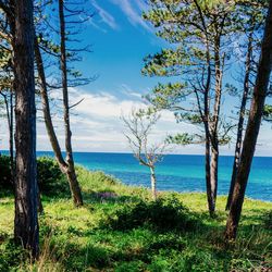 Trees on beach against sky