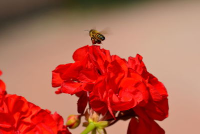 Close-up of honey bee on flower