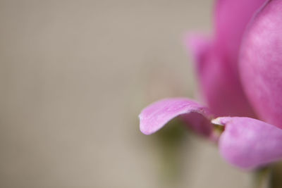 Extreme close up of pink flower
