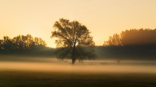 Silhouette trees on field against sky during sunset