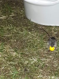 High angle view of stuffed toy on field