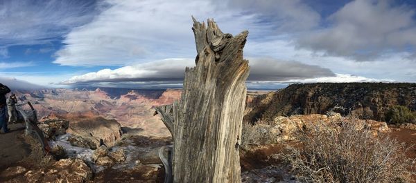 Panoramic view of tree on landscape against sky