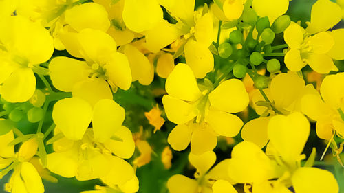 Close-up of yellow flowering plant