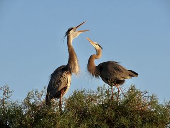 The mating dance of great blue herons