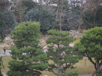 Trees and plants growing on field