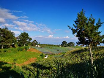 Scenic view of agricultural field against sky
