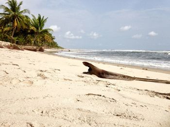 Scenic view of beach against sky