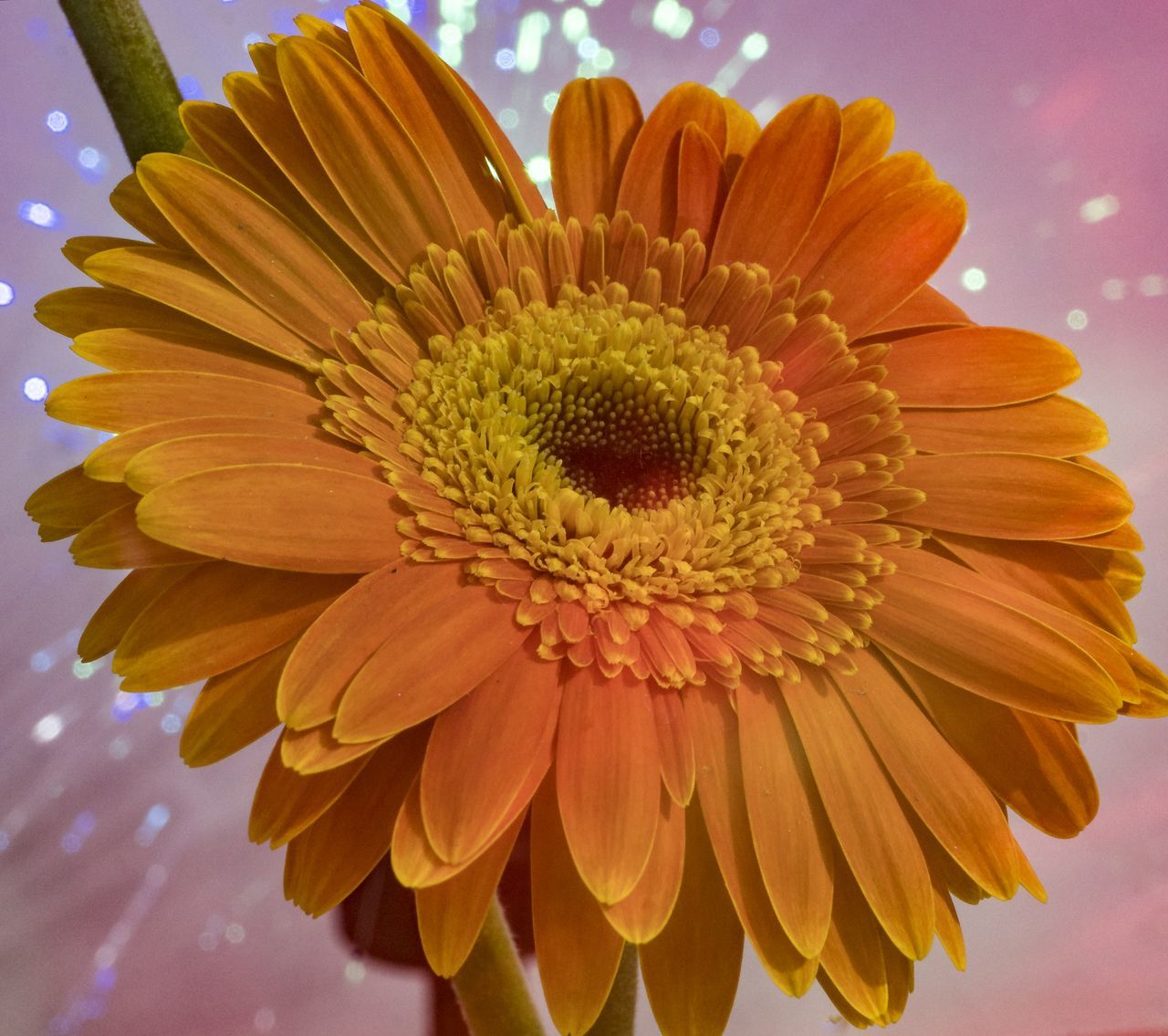 CLOSE-UP OF FRESH YELLOW DAISY