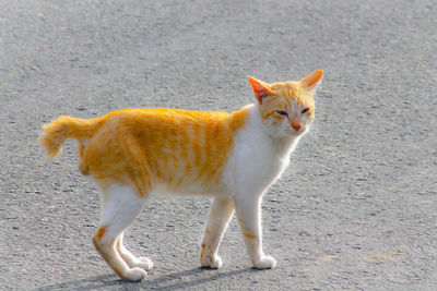 Portrait of cat standing on road