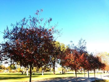 Close-up of fresh green tree against clear sky