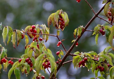 Close-up of red leaves on twig