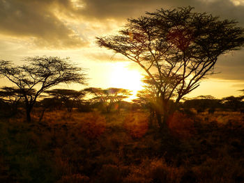 Silhouette trees on landscape against sky at sunset