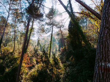 Low angle view of pine trees in forest
