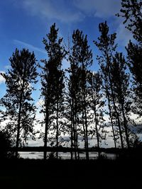 Low angle view of silhouette trees in forest against sky