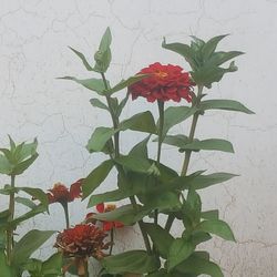 Close-up of red flowers blooming outdoors