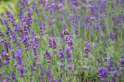 Close-up of purple flowering plants on field