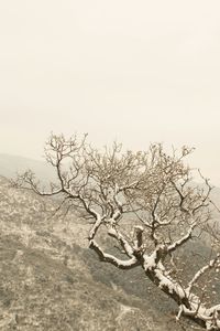 Bare trees on landscape