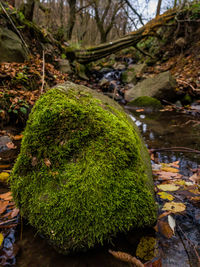 Close-up of moss growing on tree